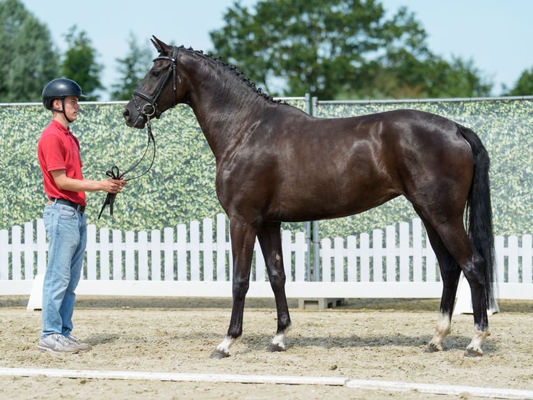 Westfaal Merrie 3 Jaar 168 cm Zwartbruin in Mnster-Handorf
