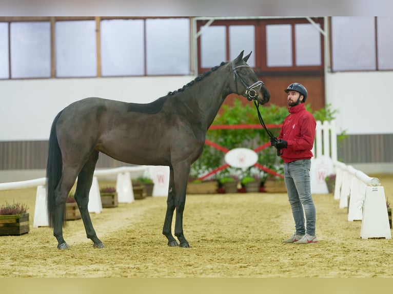 Westfaal Merrie 3 Jaar 168 cm Zwartbruin in Münster