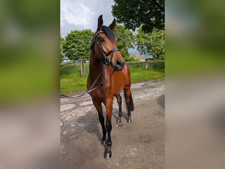 Westfaal Merrie 3 Jaar 169 cm Bruin in Castrop-Rauxel