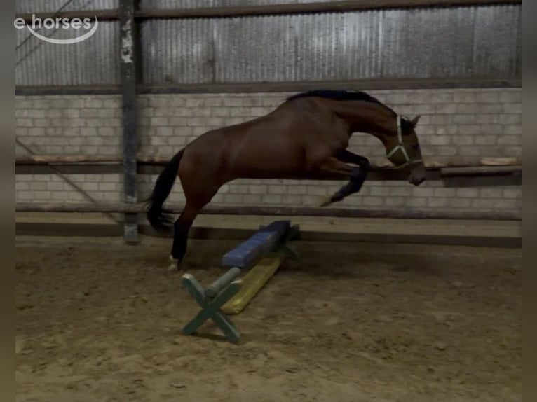 Westfaal Merrie 3 Jaar 169 cm Bruin in Münster
