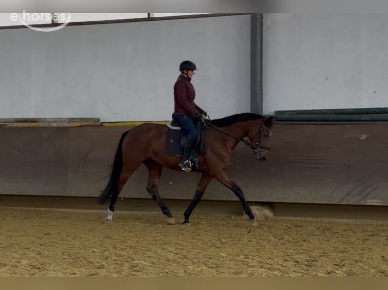 Westfaal Merrie 3 Jaar 169 cm Bruin in Münster