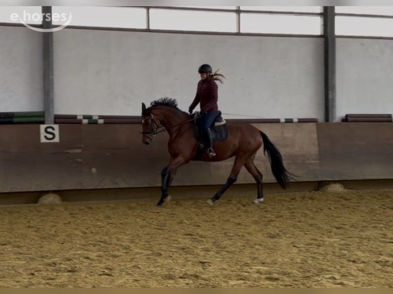 Westfaal Merrie 3 Jaar 169 cm Bruin in Münster