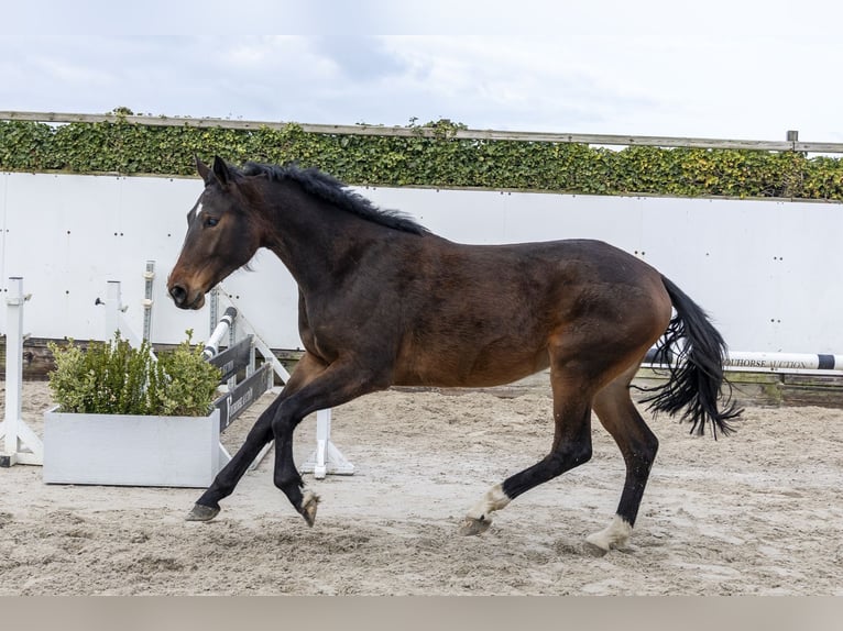 Westfaal Merrie 3 Jaar 169 cm Bruin in Waddinxveen