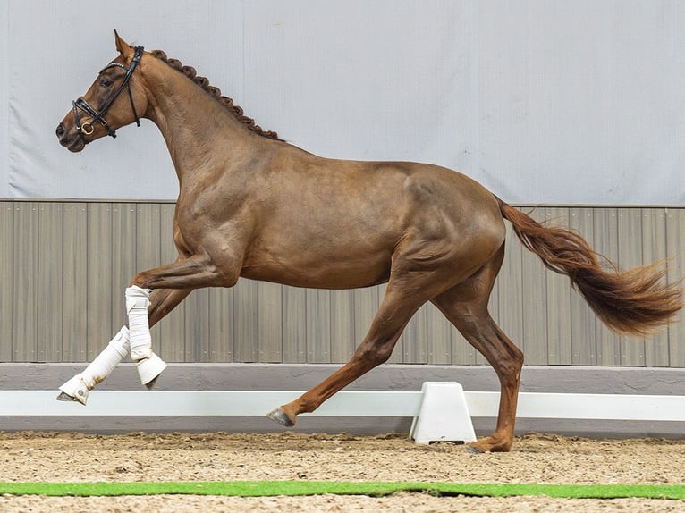 Westfaal Merrie 3 Jaar 169 cm Vos in M&#xFC;nster-Handorf