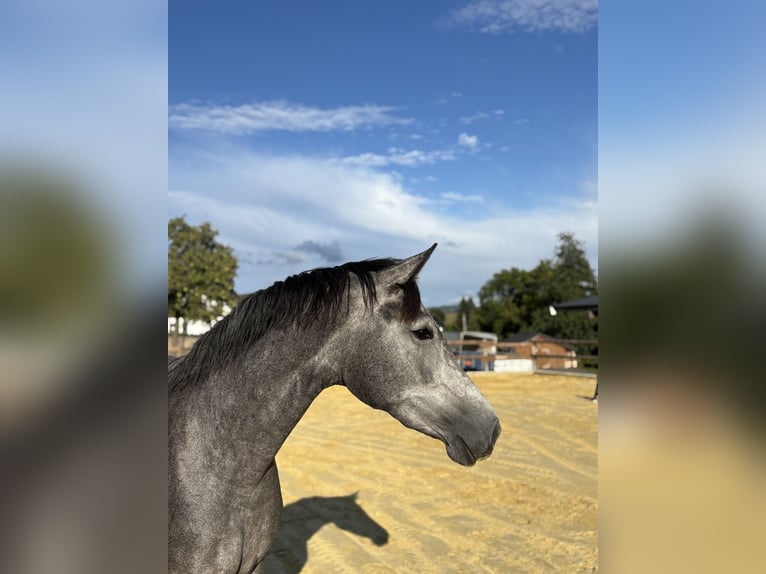 Westfaal Merrie 3 Jaar 170 cm Appelschimmel in Schmallenberg