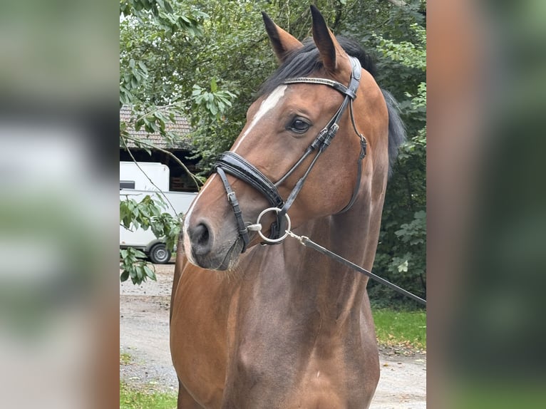 Westfaal Merrie 3 Jaar 170 cm Bruin in Wesel