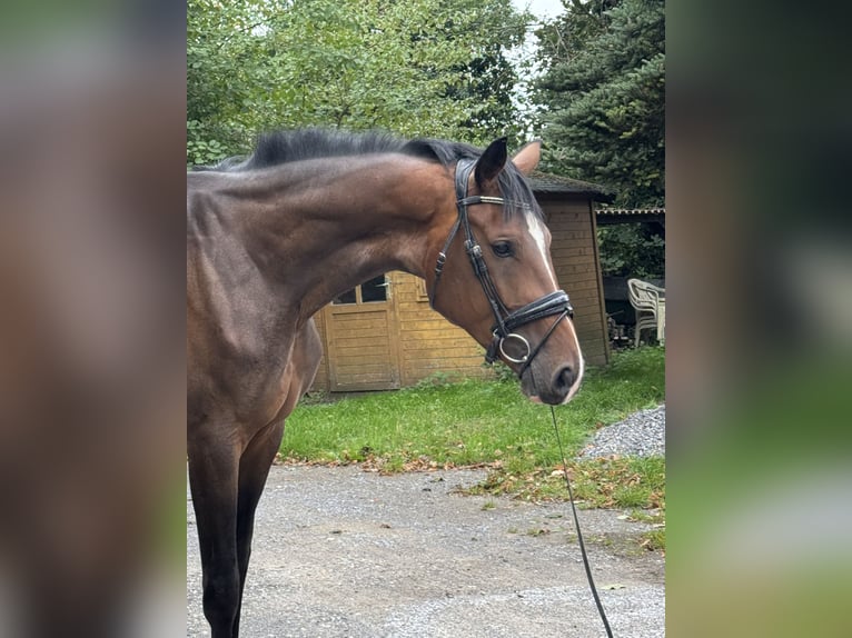 Westfaal Merrie 3 Jaar 170 cm Bruin in Wesel
