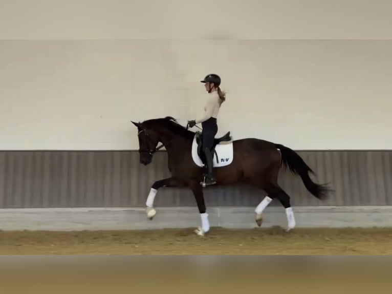 Westfaal Merrie 3 Jaar 170 cm Donkerbruin in Münster