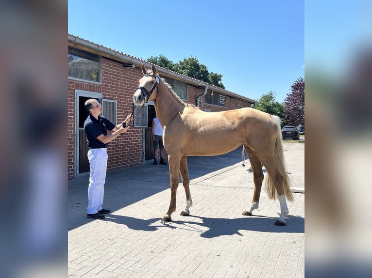 Westfaal Merrie 3 Jaar 170 cm Palomino in Springe