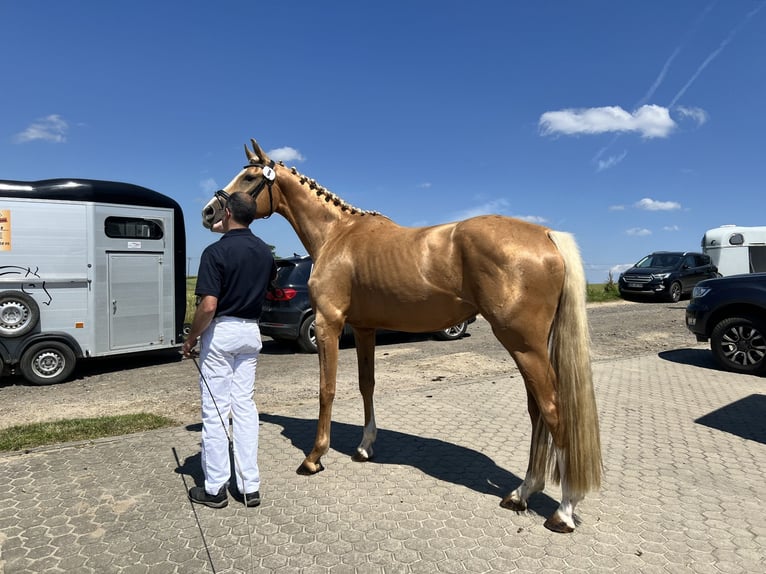 Westfaal Merrie 3 Jaar 170 cm Palomino in Springe