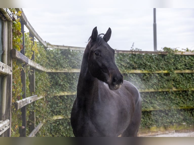 Westfaal Merrie 3 Jaar 170 cm Zwartbruin in Waddinxveen