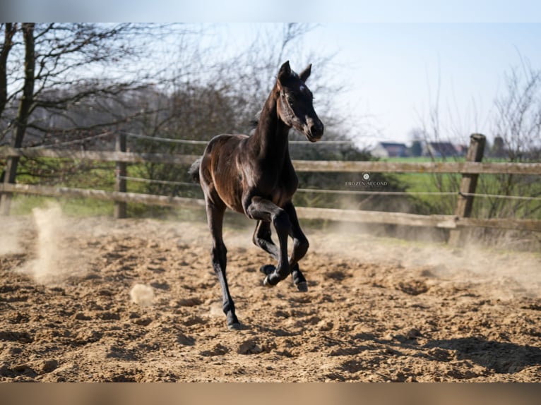 Westfaal Merrie 3 Jaar 170 cm Zwartschimmel in Osnabr&#xFC;ck