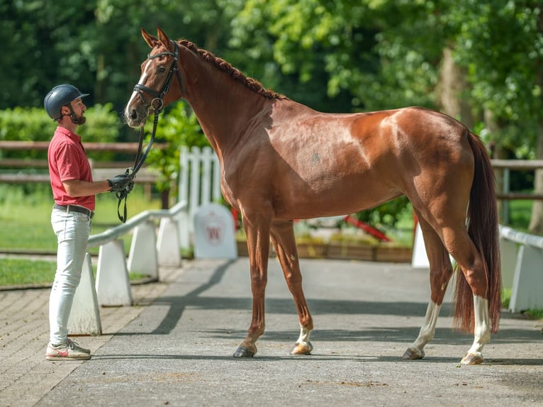 Westfaal Merrie 3 Jaar 171 cm Donkere-vos in Münster