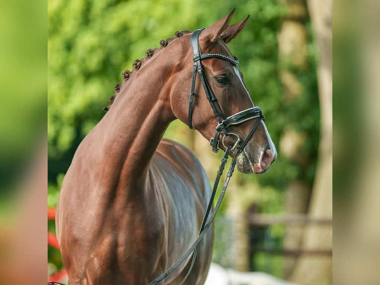 Westfaal Merrie 3 Jaar 171 cm Donkere-vos in Münster