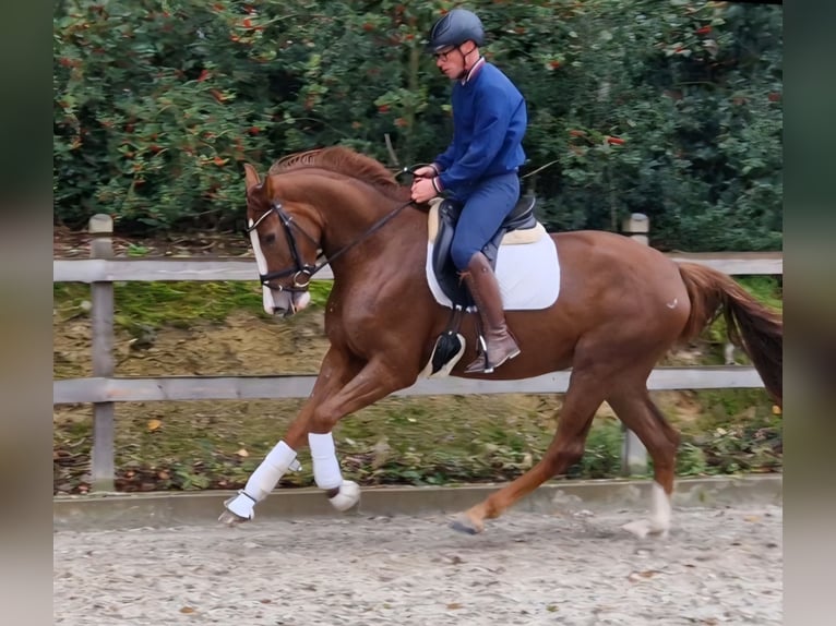 Westfaal Merrie 3 Jaar 172 cm Vos in Bramsche