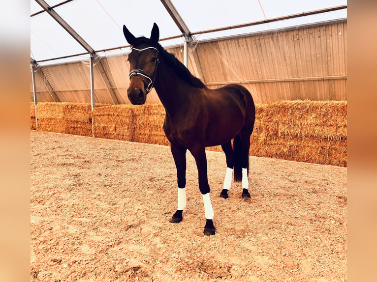 Westfaal Merrie 3 Jaar 172 cm Zwartbruin in Porta WestfalicA