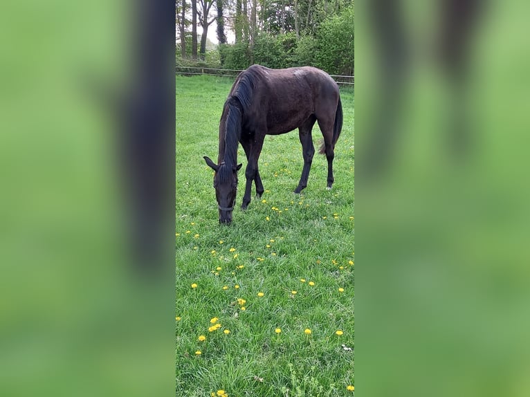 Westfaal Merrie 3 Jaar 173 cm Zwart in Vreden