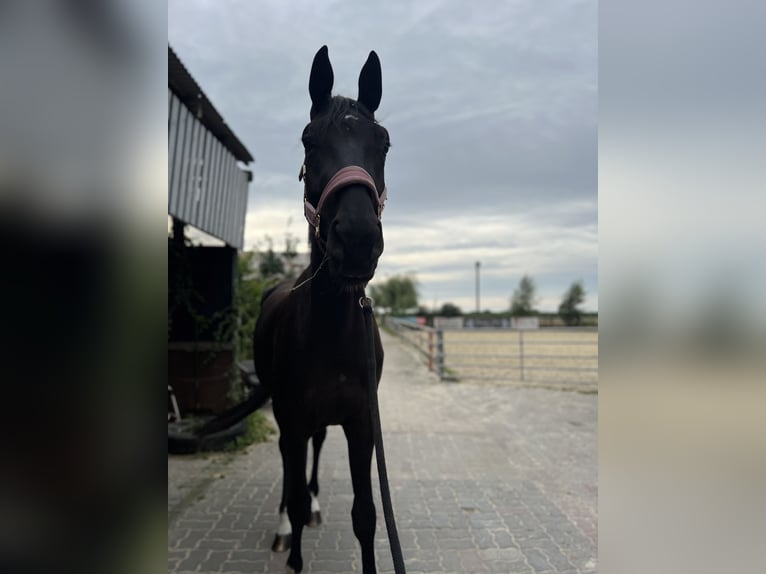 Westfaal Merrie 3 Jaar 176 cm Zwart in Marl