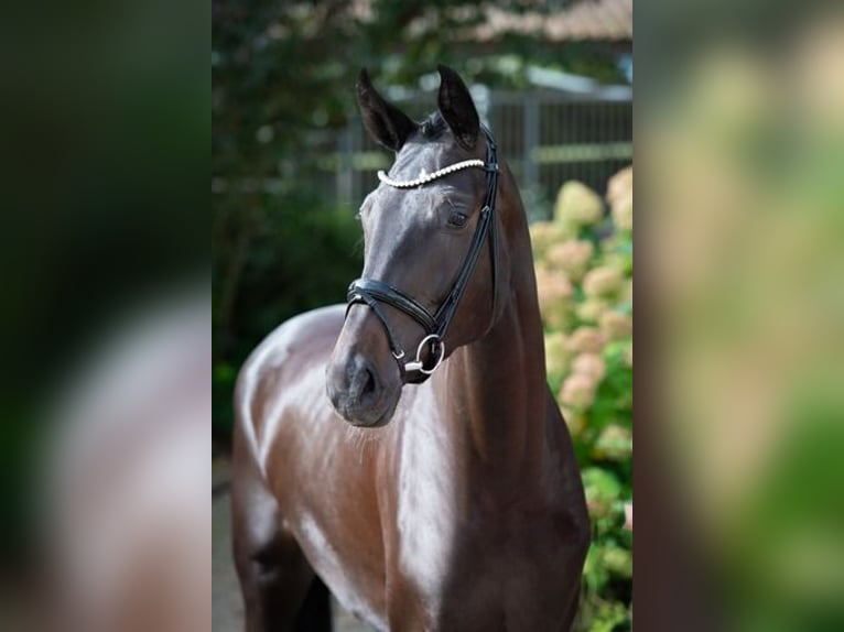 Westfaal Merrie 3 Jaar 178 cm Zwartbruin in Ankum