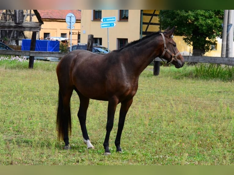 Westfaal Merrie 3 Jaar Donkerbruin in Nebanice, Cheb