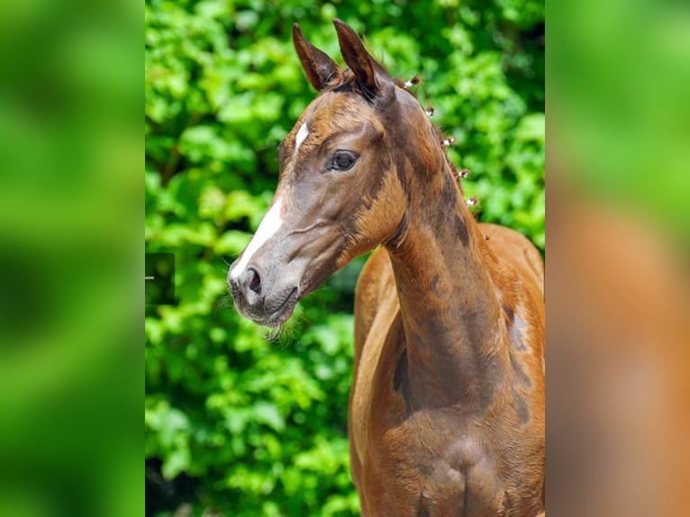 Westfaal Merrie 3 Jaar Vos in Borchen