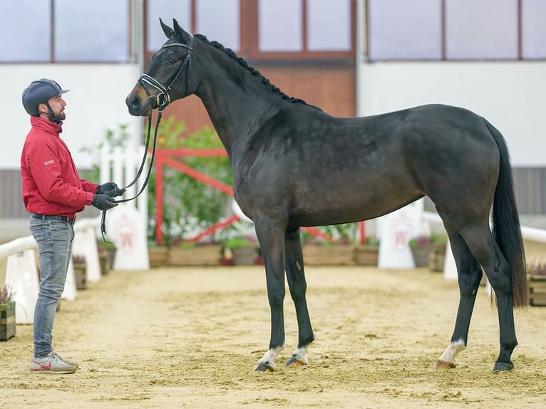 Westfaal Merrie 3 Jaar Zwartbruin in Münster-Handorf