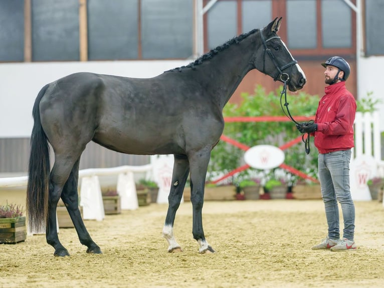 Westfaal Merrie 3 Jaar Zwartbruin in Münster-Handorf