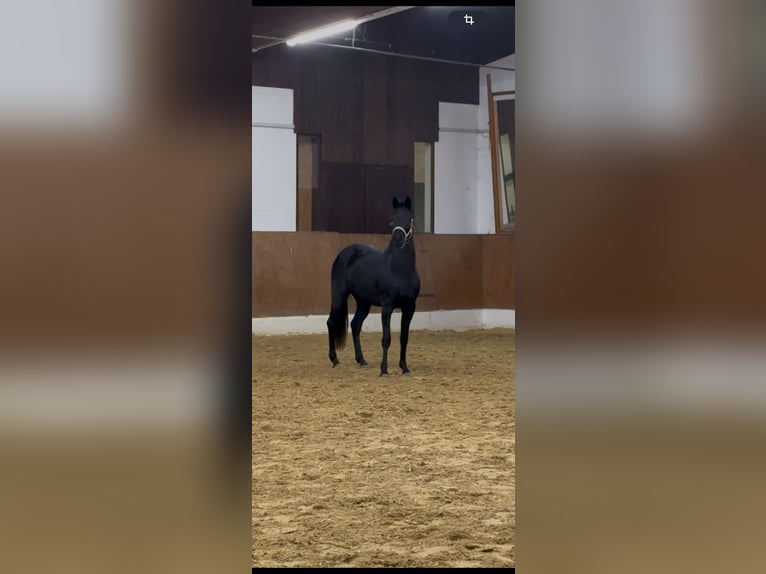 Westfaal Merrie 3 Jaar Zwartbruin in R&#xF6;dinghausen