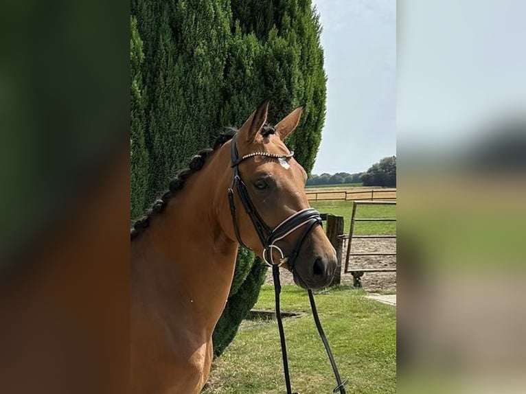 Westfaal Merrie 4 Jaar 144 cm Bruin in Nottuln