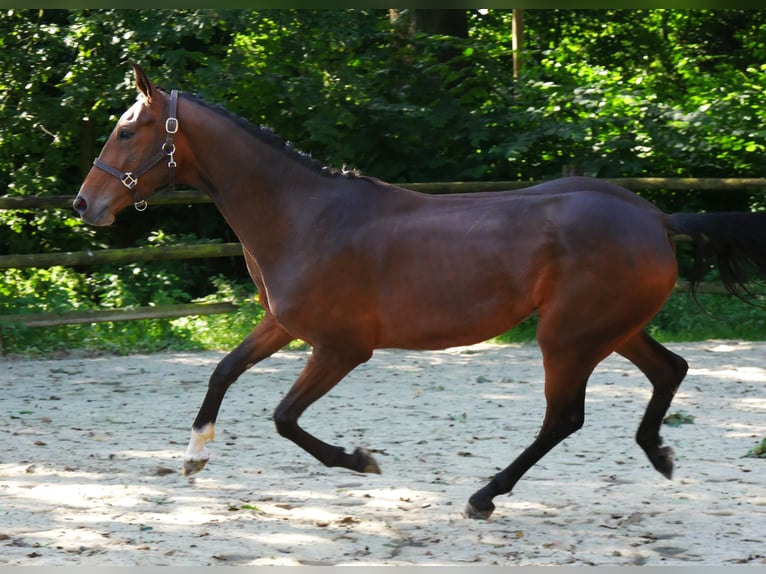 Westfaal Merrie 4 Jaar 157 cm in Dorsten