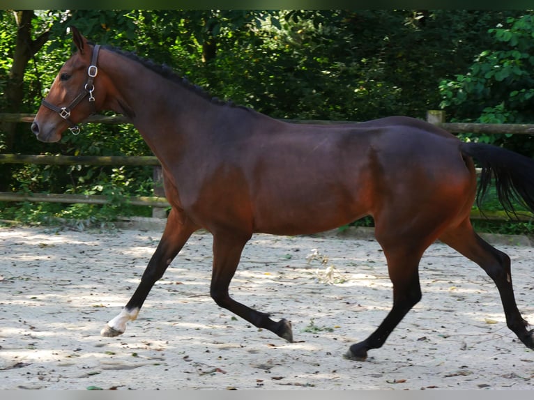 Westfaal Merrie 4 Jaar 157 cm in Dorsten