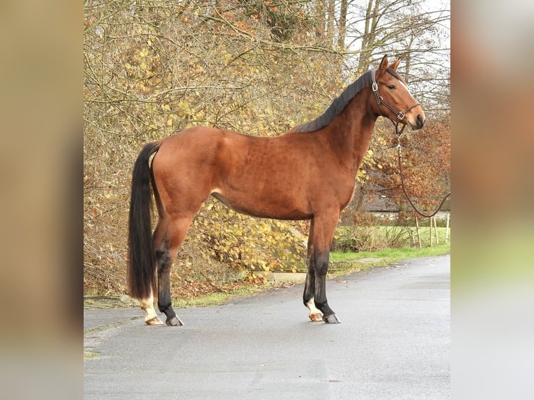 Westfaal Merrie 4 Jaar 158 cm Bruin in Verl