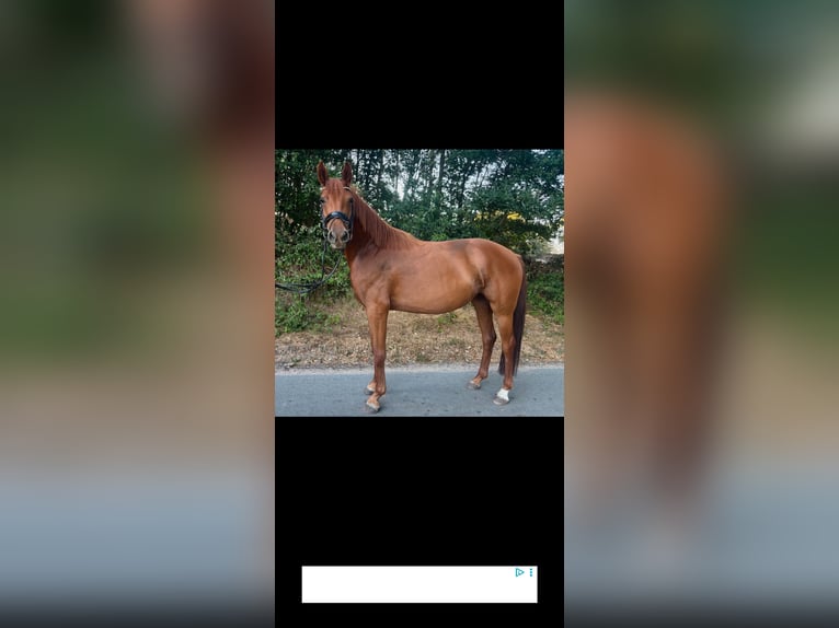 Westfaal Merrie 4 Jaar 158 cm Vos in Olfen