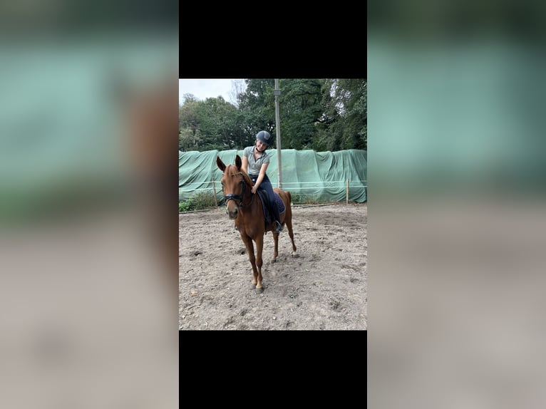 Westfaal Merrie 4 Jaar 158 cm Vos in Olfen