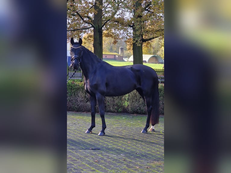 Westfaal Merrie 4 Jaar 158 cm Zwart in Warendorf