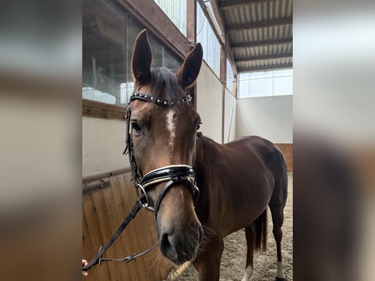 Westfaal Merrie 4 Jaar 159 cm Donkere-vos in Petershagen