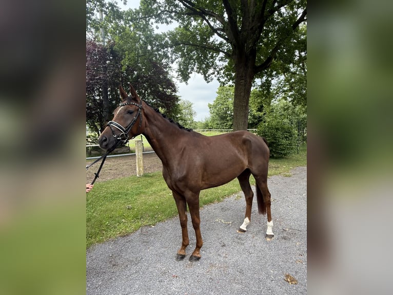 Westfaal Merrie 4 Jaar 159 cm Donkere-vos in Petershagen