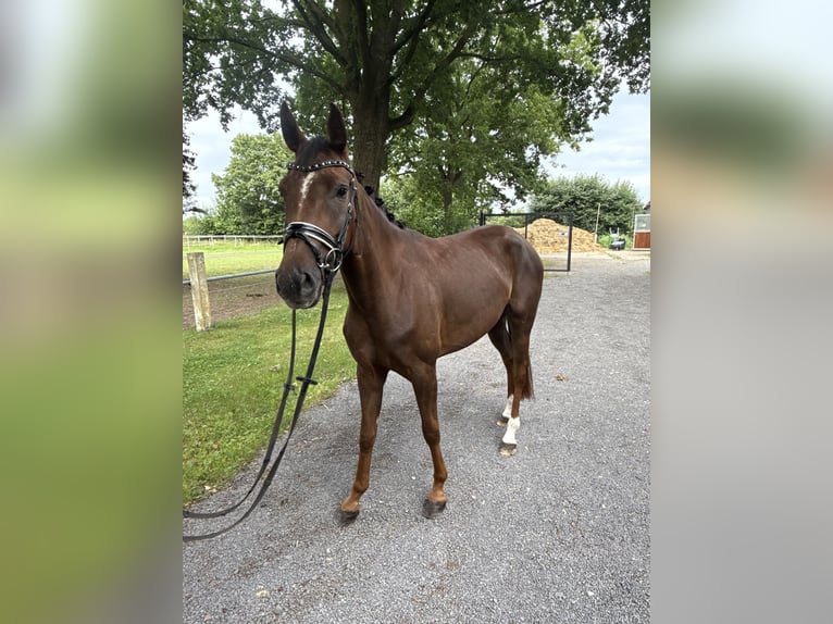 Westfaal Merrie 4 Jaar 159 cm Donkere-vos in Petershagen