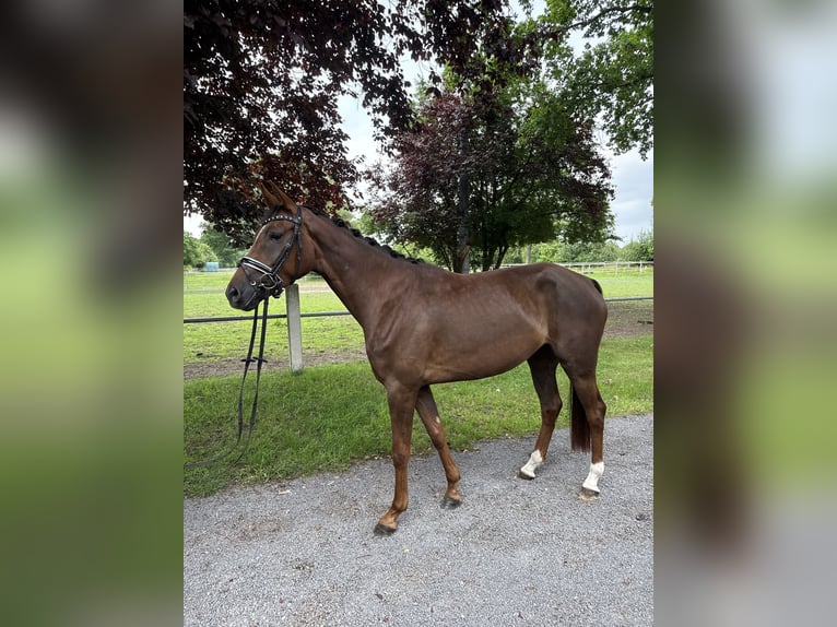 Westfaal Merrie 4 Jaar 159 cm Donkere-vos in Petershagen