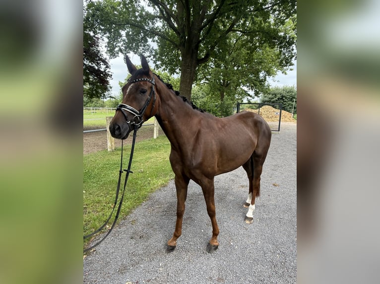 Westfaal Merrie 4 Jaar 159 cm Donkere-vos in Petershagen