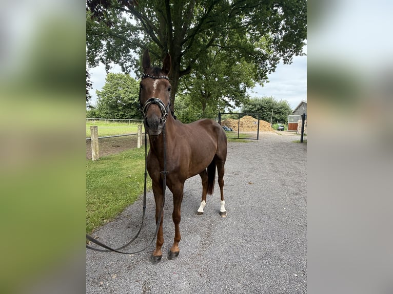 Westfaal Merrie 4 Jaar 159 cm Donkere-vos in Petershagen