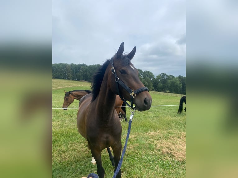 Westfaal Merrie 4 Jaar 160 cm Bruin in Wenden