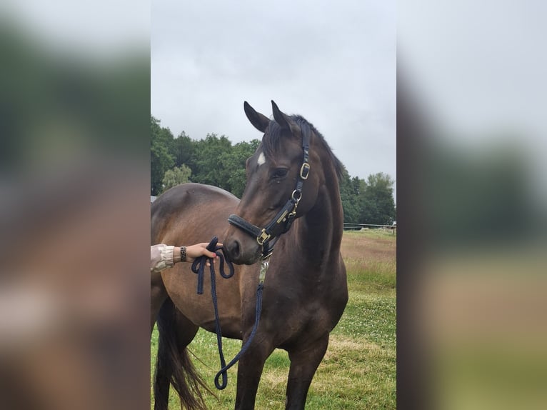 Westfaal Merrie 4 Jaar 160 cm Bruin in Wenden