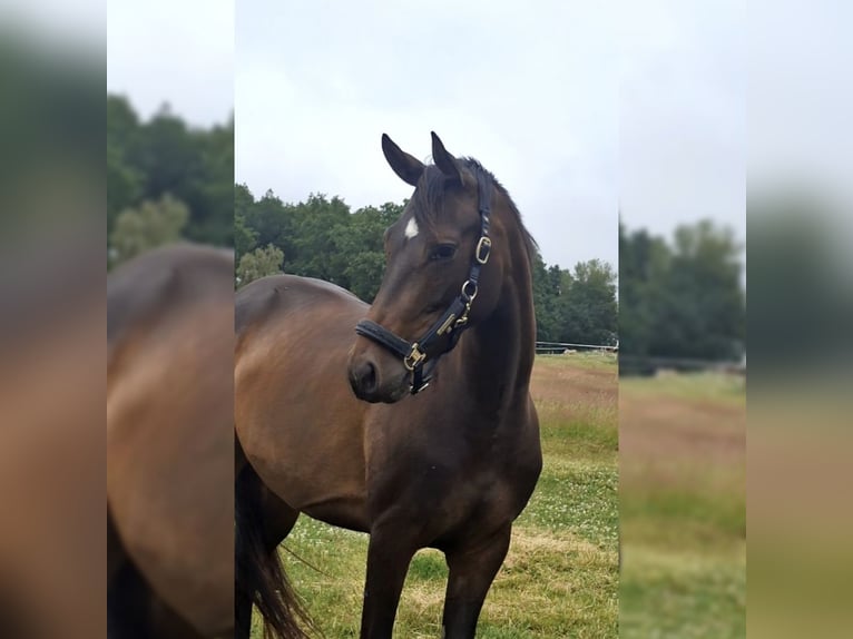 Westfaal Merrie 4 Jaar 160 cm Bruin in Wenden