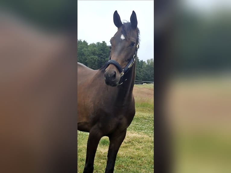 Westfaal Merrie 4 Jaar 160 cm Bruin in Wenden