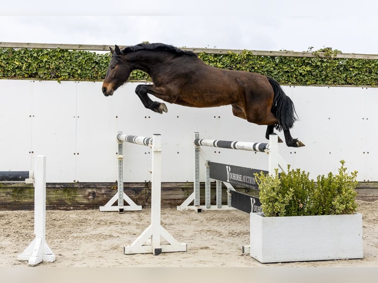 Westfaal Merrie 4 Jaar 160 cm Bruin in Waddinxveen