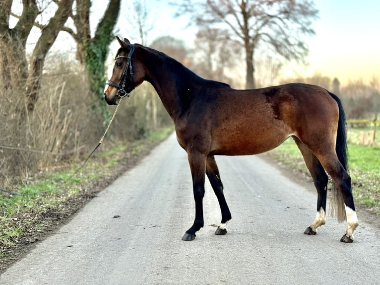 Westfaal Merrie 4 Jaar 160 cm Donkerbruin in Kerpen