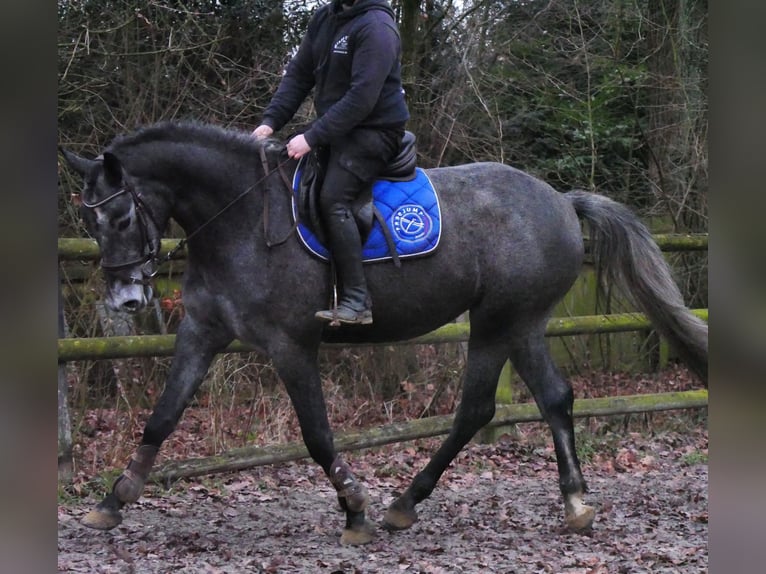 Westfaal Merrie 4 Jaar 160 cm  in Dorsten