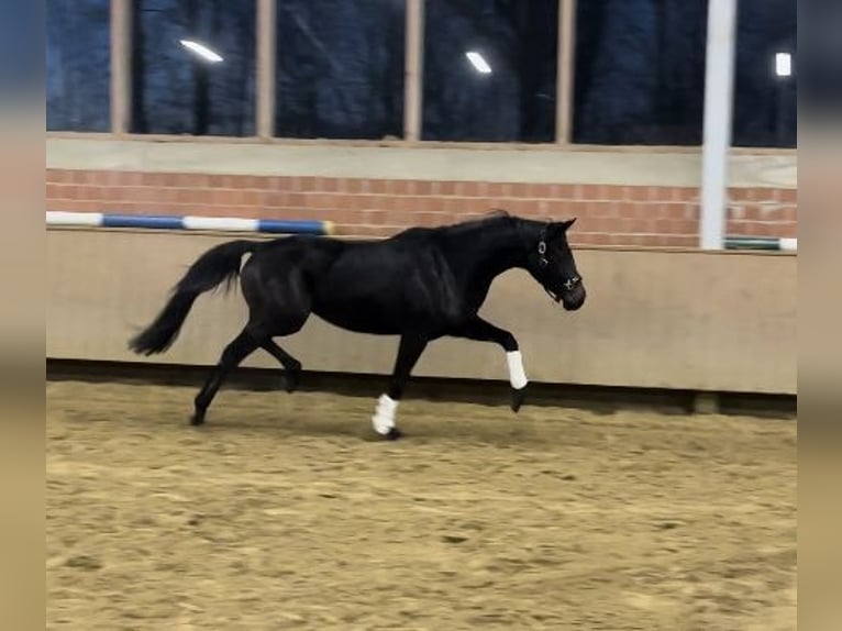 Westfaal Merrie 4 Jaar 160 cm Zwart in Dorsten