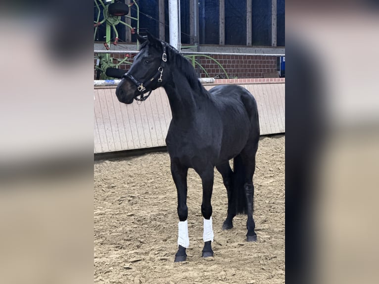 Westfaal Merrie 4 Jaar 160 cm Zwart in Dorsten